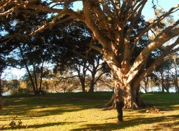 mike dodkin looking at majestic fig at bunnys corner